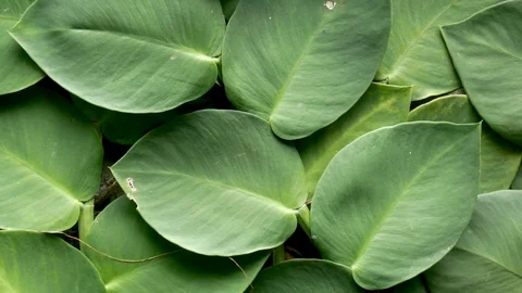 The green background. Wall of green plants. Stock Footage 85493222