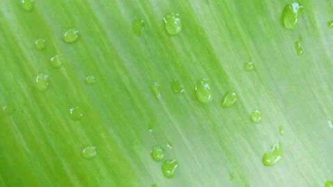 Green background Water droplets on the surface of the banana leaf Stock Photos
