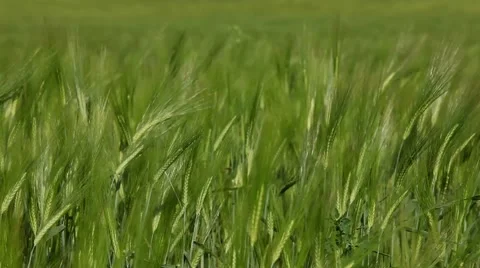 Green Background Of Wheat Ears Stock Footage 52178548