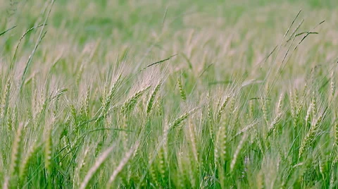 Green Background Of Wheat Ears. Stock Footage 52198813