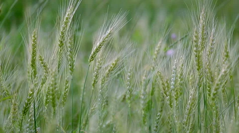 Green Background Of Wheat Ears. Stock Footage 52198833