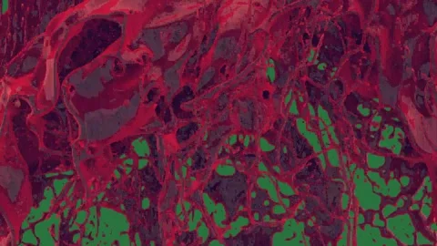 A green background with white border and bunch of flowers on screen red paint Видео 335067028