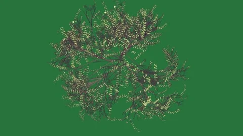 A green background with white border and screen small insect on it spider tree Видео 335122223