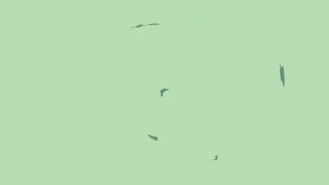 A green background with white border and black group of birds flying in the Vídeos de archivo 335130227