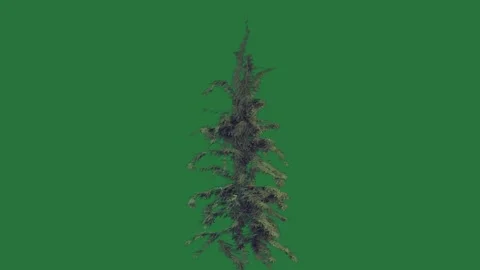 A green background with white border and screen plant in the middle tree on it Stock Footage 335978339