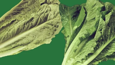 A green background with white border and two leta leaves on close up of lete Stock Footage 337336323