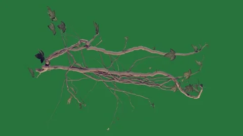 A green background with white border and line in the middle spider on bird 스톡 동영상 337342084