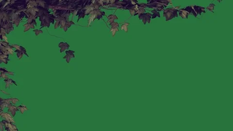A green background with white border and screen leaves on it green screen Stock Footage 337342104
