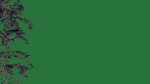 A green background with white border and screen branch on it tree leaves in Stock-Footage 337342109