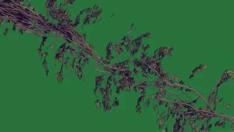 A green background with white border and screen tree branch on leaves of it an Stock-Footage 337342119