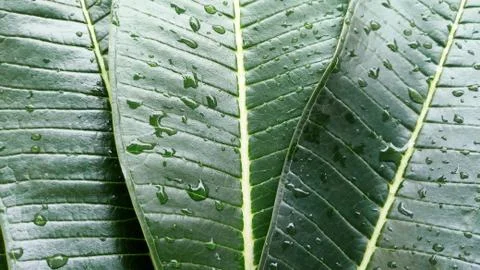 Green background,Green leaf texture There are drops of water after the rain. Stock Photos