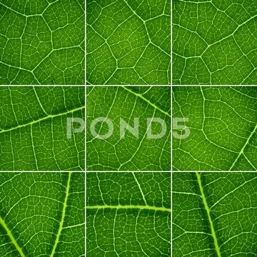 Green backgrounds set. oak leaf closeup, super macro. Stock Illustration