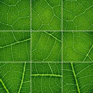 Green backgrounds set. oak leaf closeup, super macro. Stock Illustration