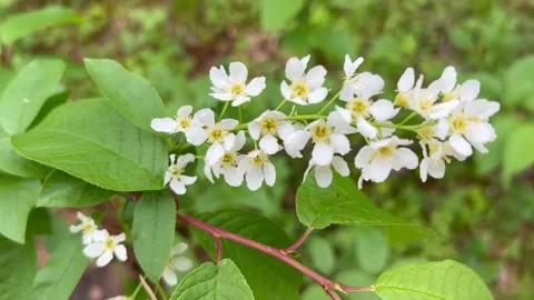 On a green background,thin delicate branch of bird cherry with white fluffy bud Stock Footage 241475283