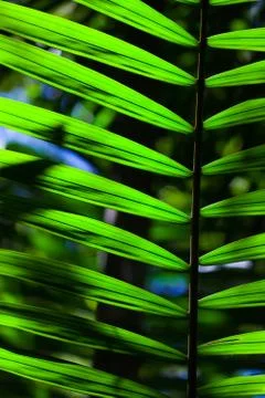 Green backlit leaf in the jungle Stock Photos