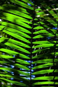 Green backlit leaf in the jungle Stock Photos