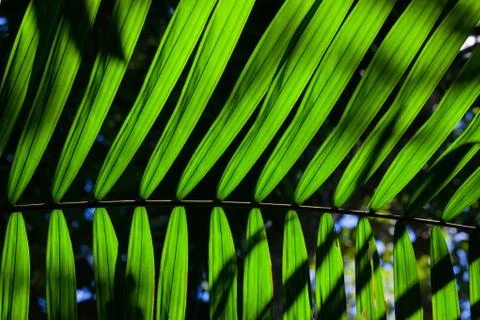 Green backlit leaf in the jungle Stock Photos