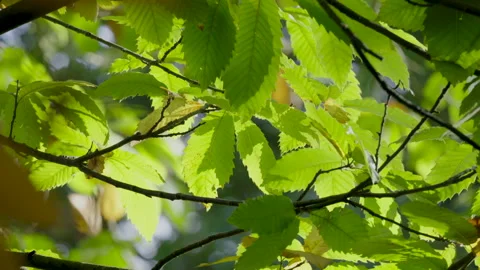 Green backlit leaves Stock Footage 221579814