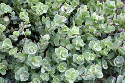 Green backround Stock Photos