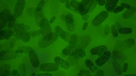 Green bacteria Stock Footage 1101605