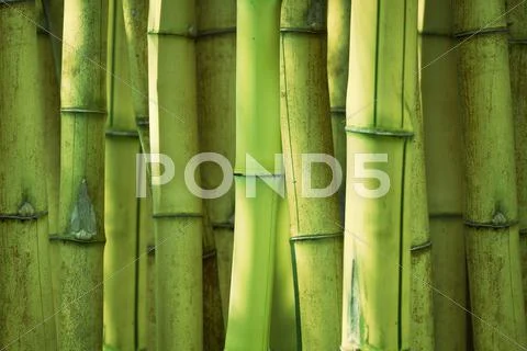 Green bamboo background Stock Photos