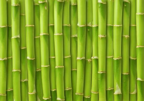 Green bamboo background Stock Photos