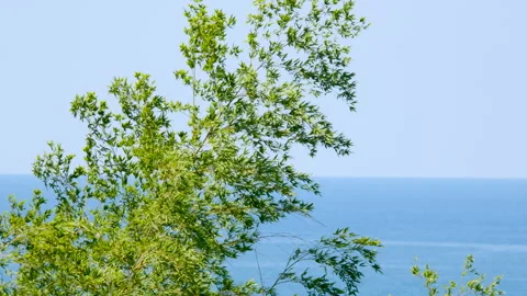 Green bamboo branches against blue sea and clear sky background in summer Stock-Footage 331121672