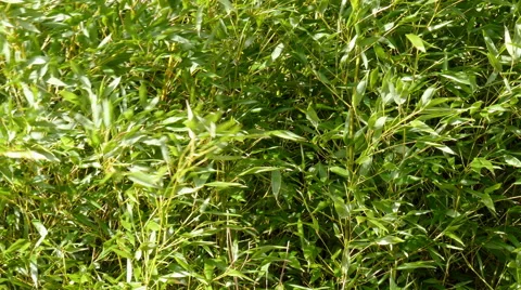 Green Bamboo branches Stock Footage 47731255