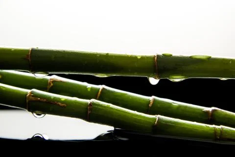 Green bamboo drops Stock-Fotos