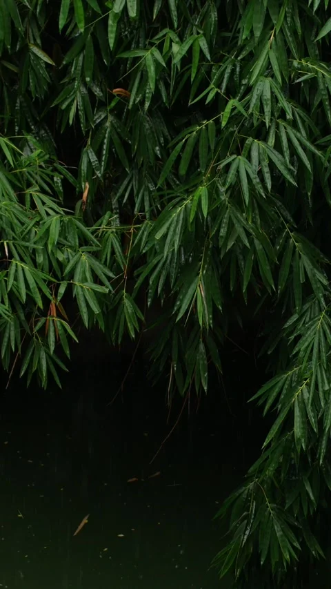 Green Bamboo Foliage Texture with rain drop Stock Footage 344936428