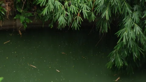 Green Bamboo Foliage Texture with rain drop Stock Footage 344936522
