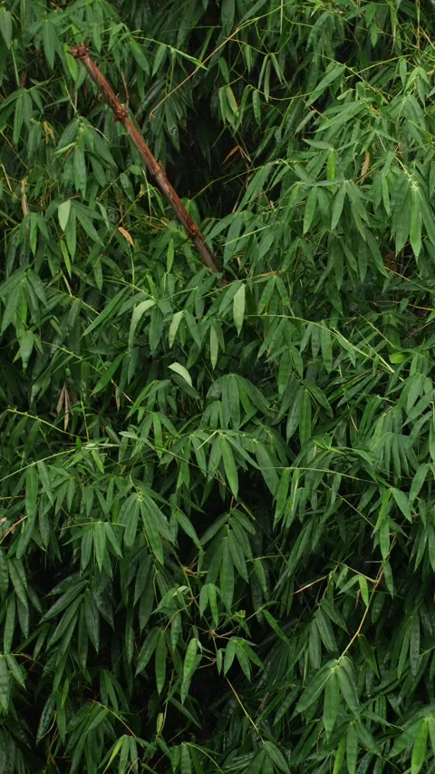 Green Bamboo Foliage Texture with rain drop Stock Footage 346475118