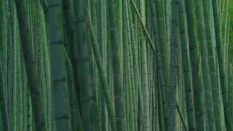 Green Bamboo Stock Footage 84588995