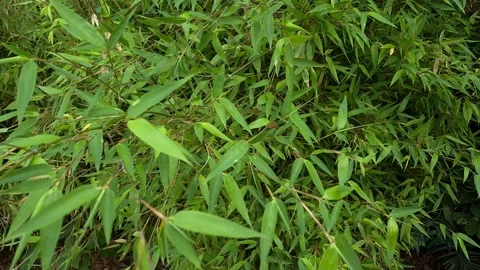 Green bamboo. Stock Footage 139972296