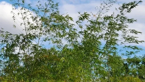 Green bamboo forest background. Stock Footage 84082758
