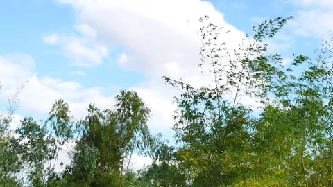 Green bamboo forest background. Stock Footage 84083630