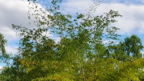 Green bamboo forest background. Stock Footage 84083633