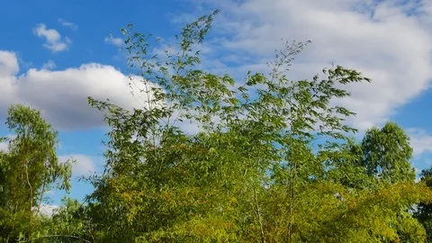 Green bamboo forest background. Stock Footage 84087678