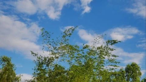 Green bamboo forest background. Stock Footage 84089234