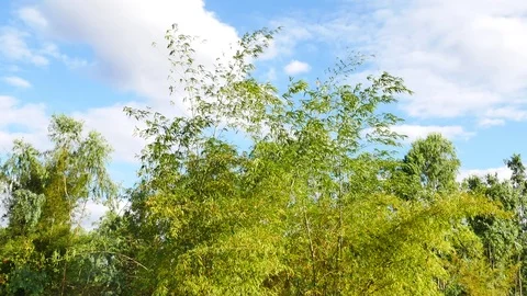 Green bamboo forest background. Stock Footage 84089859