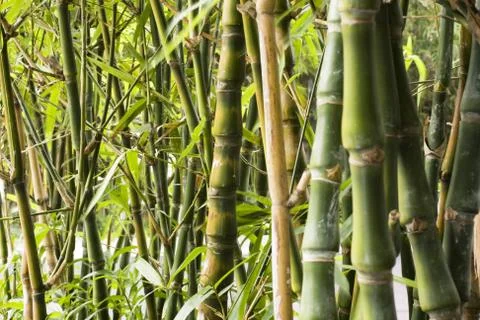 Green Bamboo Forest for background Stock Photos