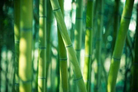 Green bamboo forest background Stock Photos