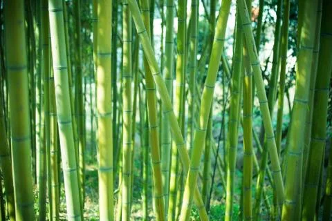 Green bamboo forest background Stock Photos