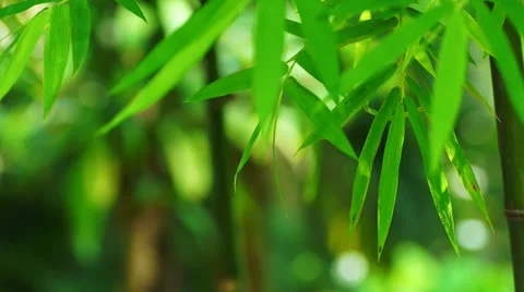 Green bamboo forest background with shallow depth of field (DOF) Video stock 32696017