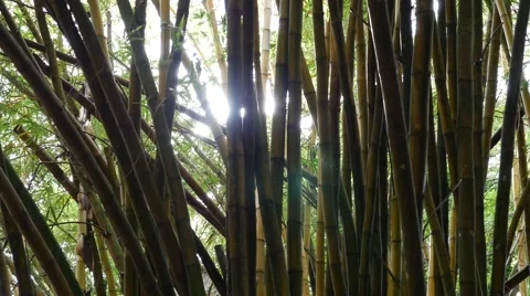 Green bamboo in the forest Stock Footage 56750320