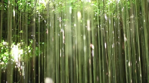 Green bamboo forest in mountain Stock Footage 306040369