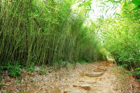 Green bamboo forest -- a path leads through a lush bamboo forest in hongkong Stock Photos