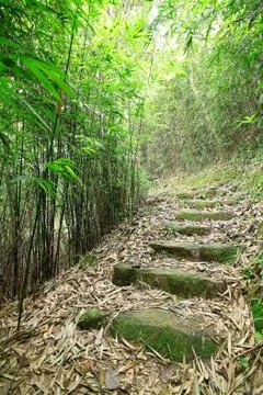 Green Bamboo Forest -- a path leads through a lush bamboo forest Stock Photos