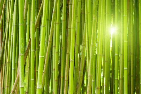 Green bamboo forest Фото