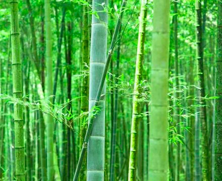 Green bamboo forest Stock Photos